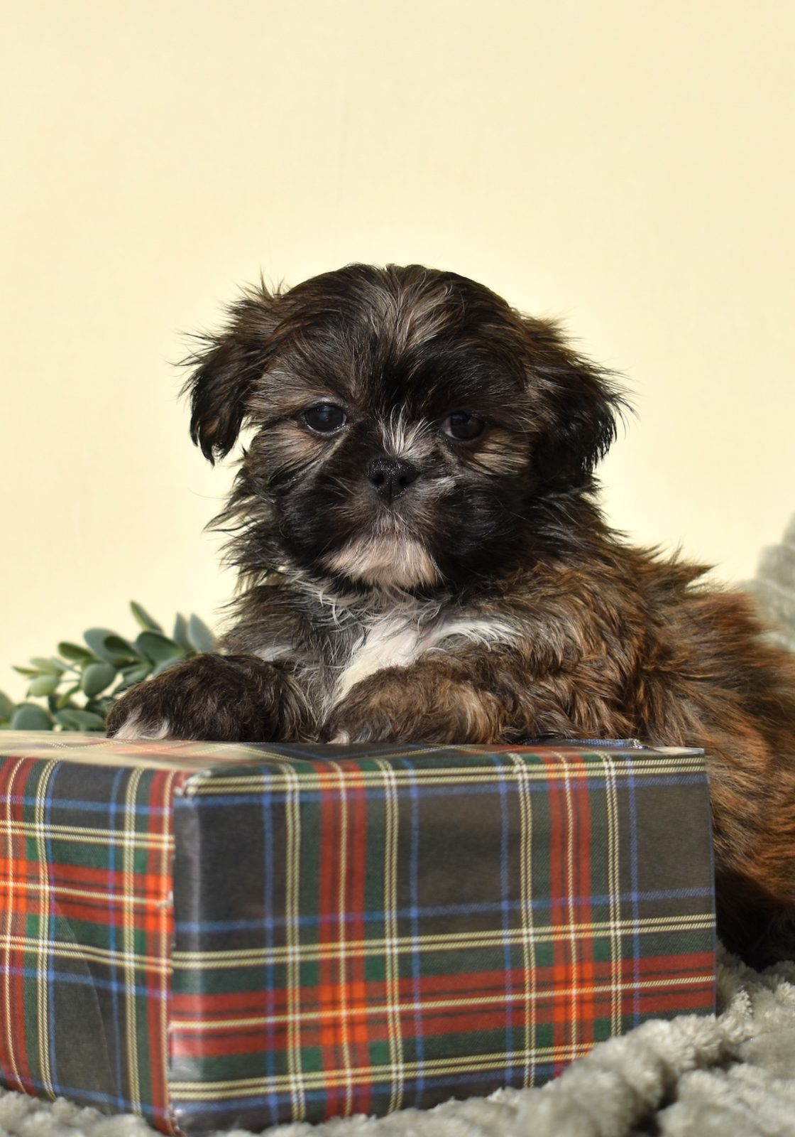 zuchon puppies for sale near me
