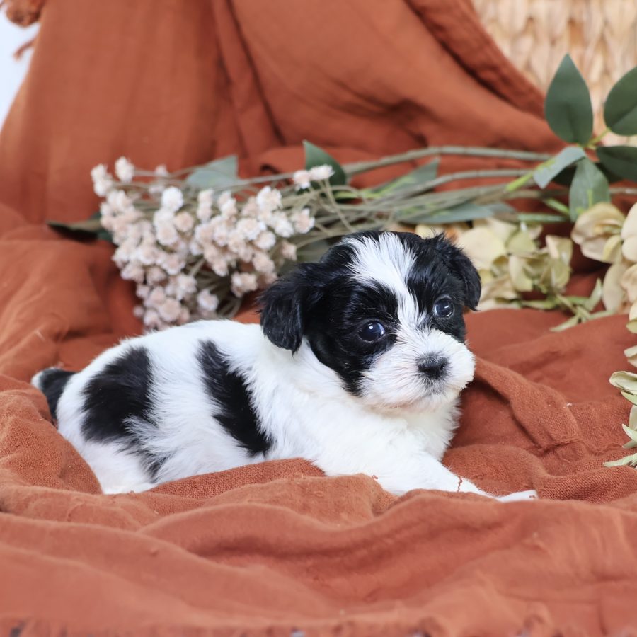 zuchon puppies for sale near me
