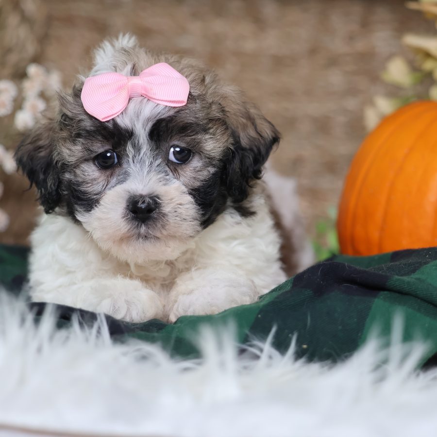zuchon puppies for sale near me