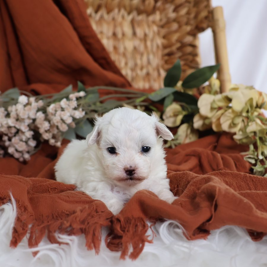 zuchon puppies for sale near me