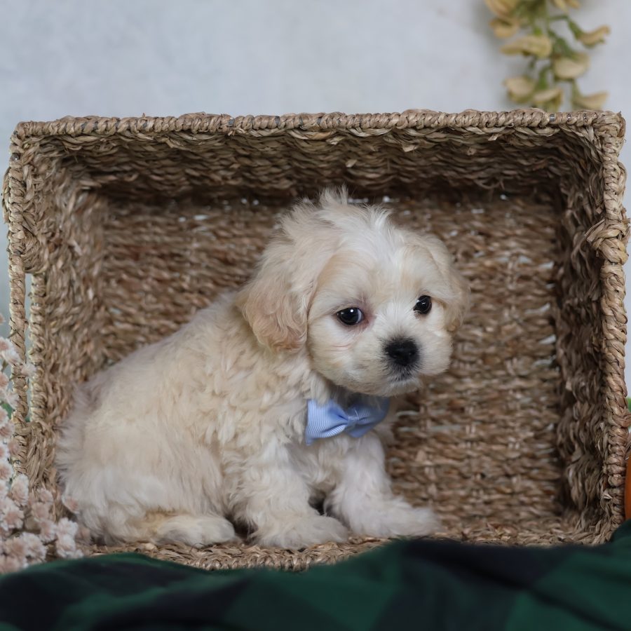 zuchon puppies for sale near me