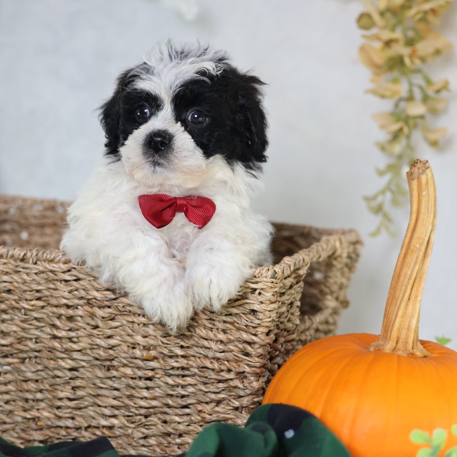 zuchon puppies for sale near me