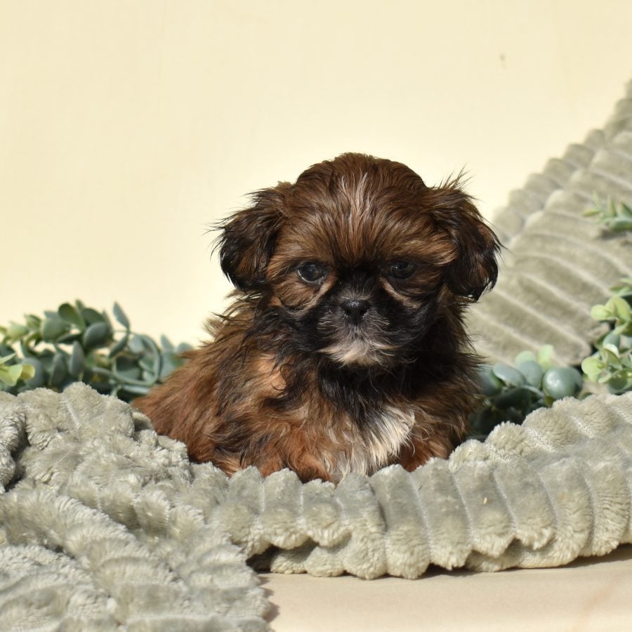zuchon puppies for sale near me