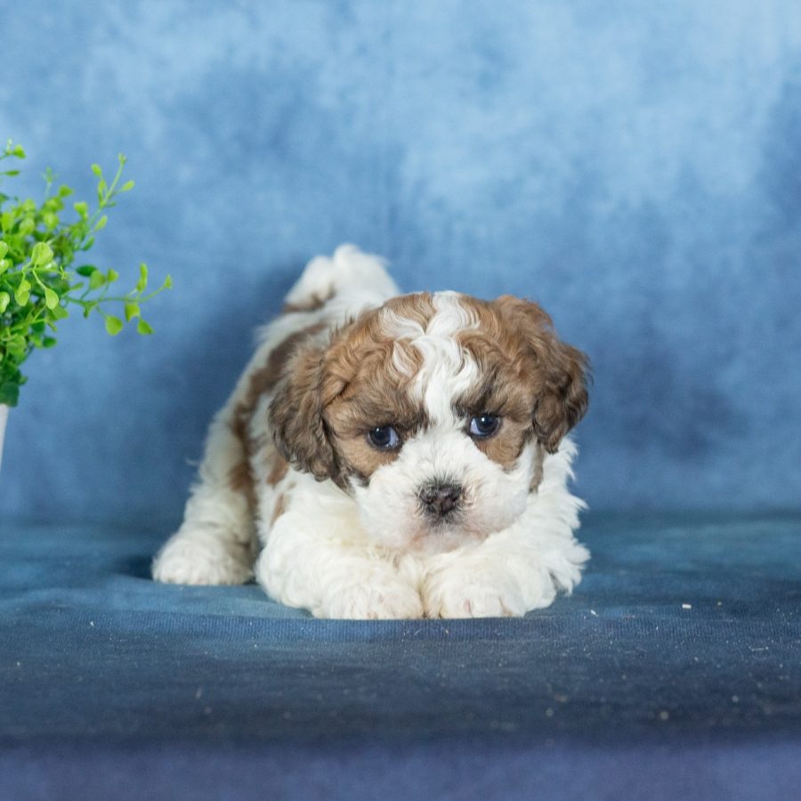 zuchon puppies for sale near me