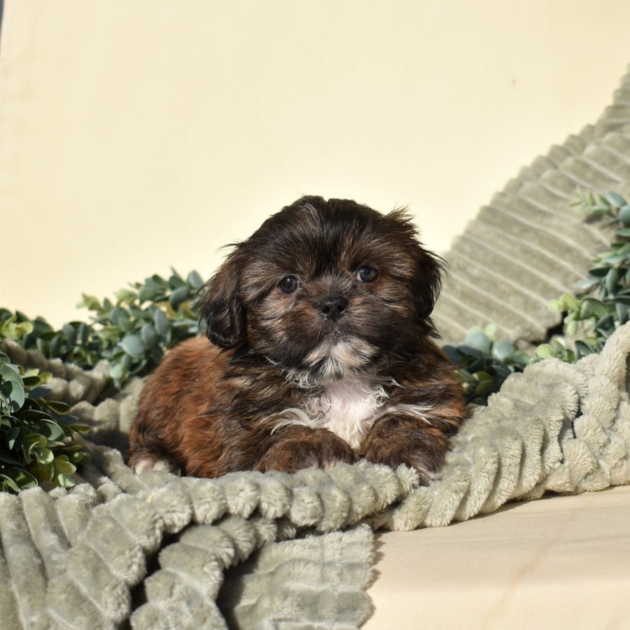 zuchon puppies for sale