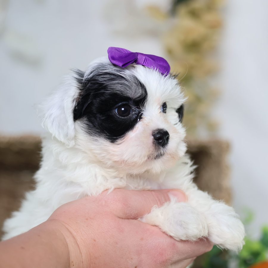 zuchon puppies for sale