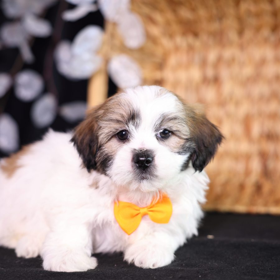 zuchon puppies for sale