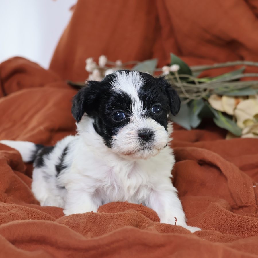 zuchon puppies near me