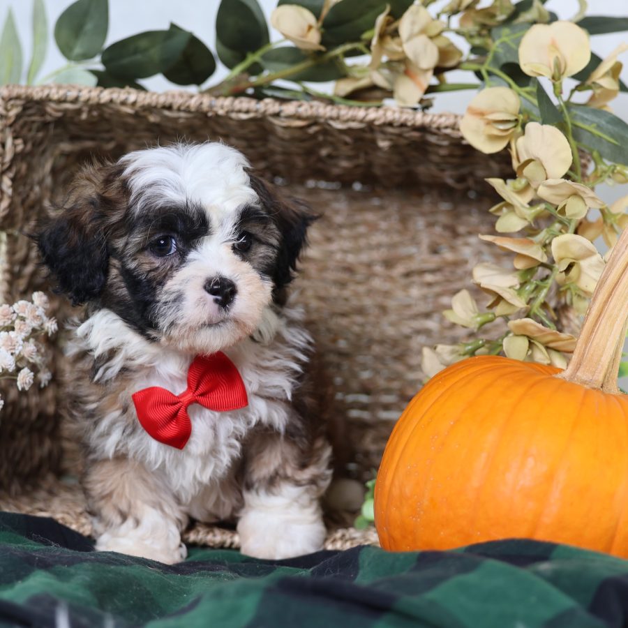 zuchon puppies near me