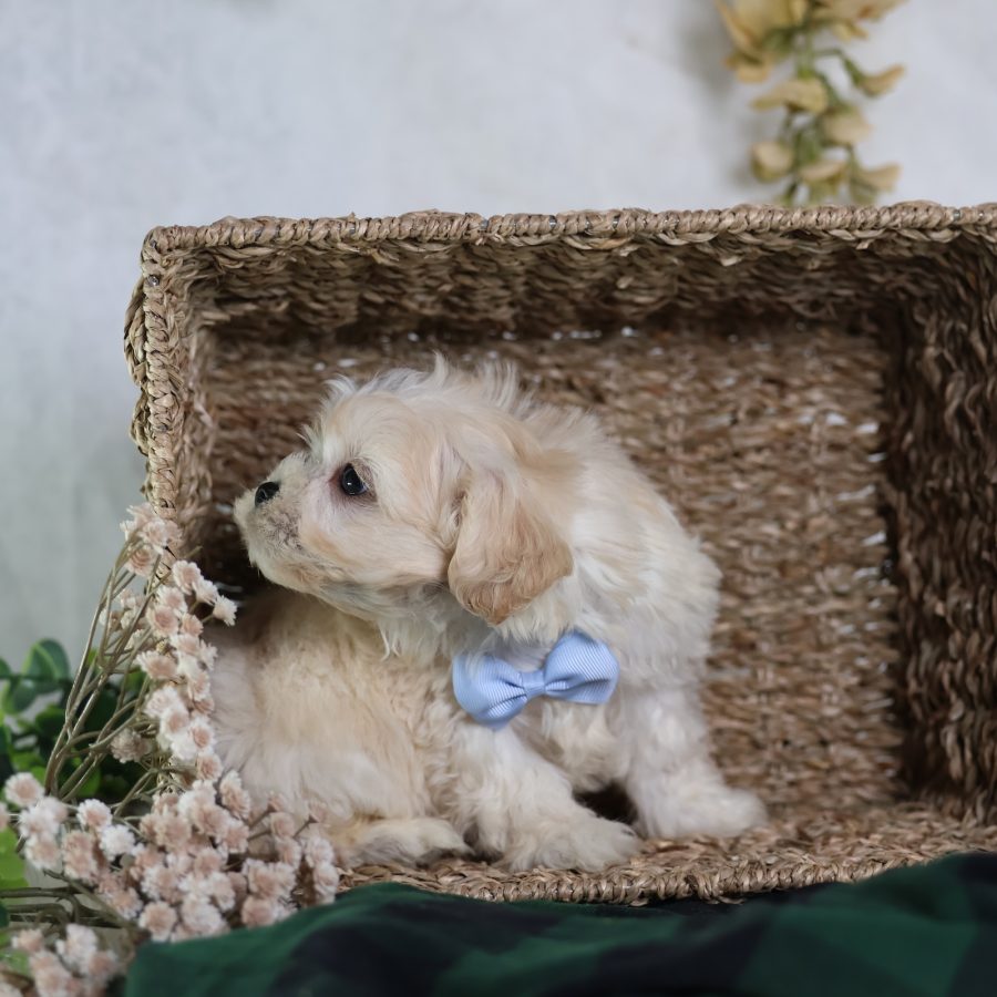 zuchon puppies near me