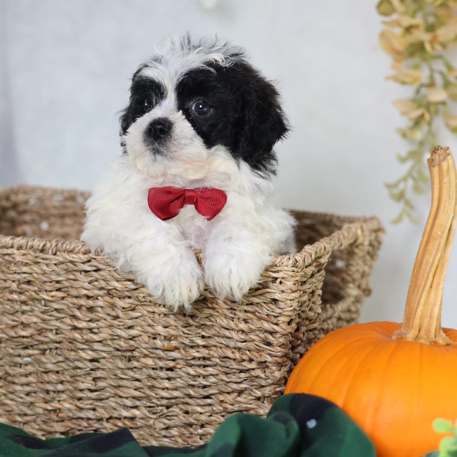 zuchon puppies near me
