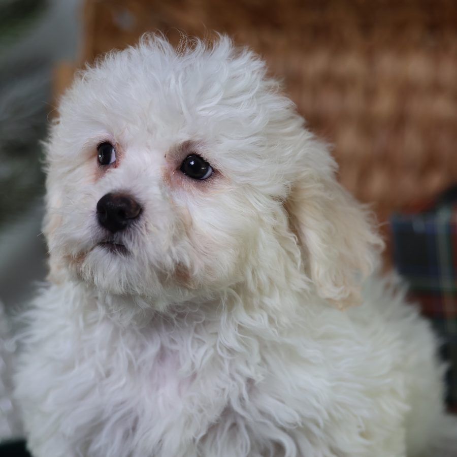 zuchon puppies near me