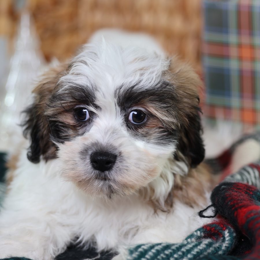 zuchon puppies near me