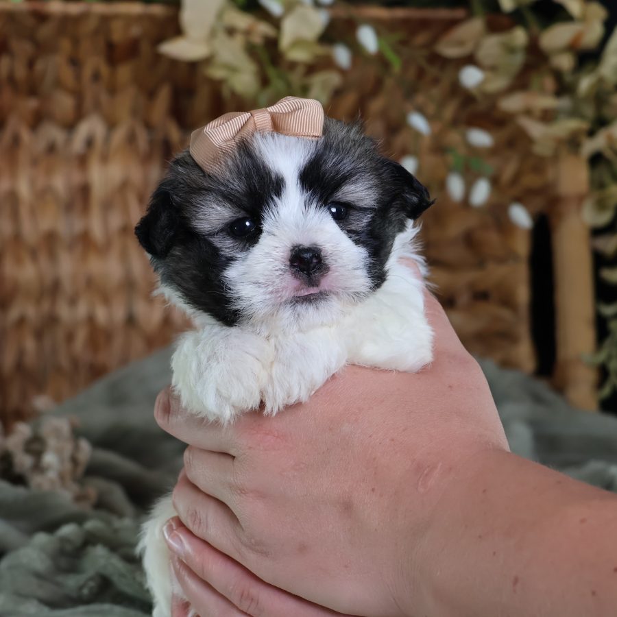 zuchon puppies near me
