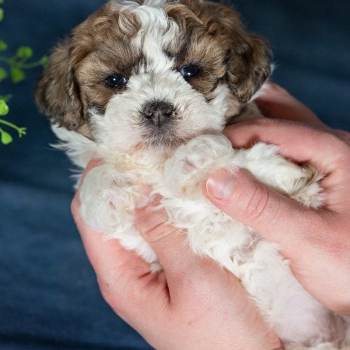 zuchon puppies near me