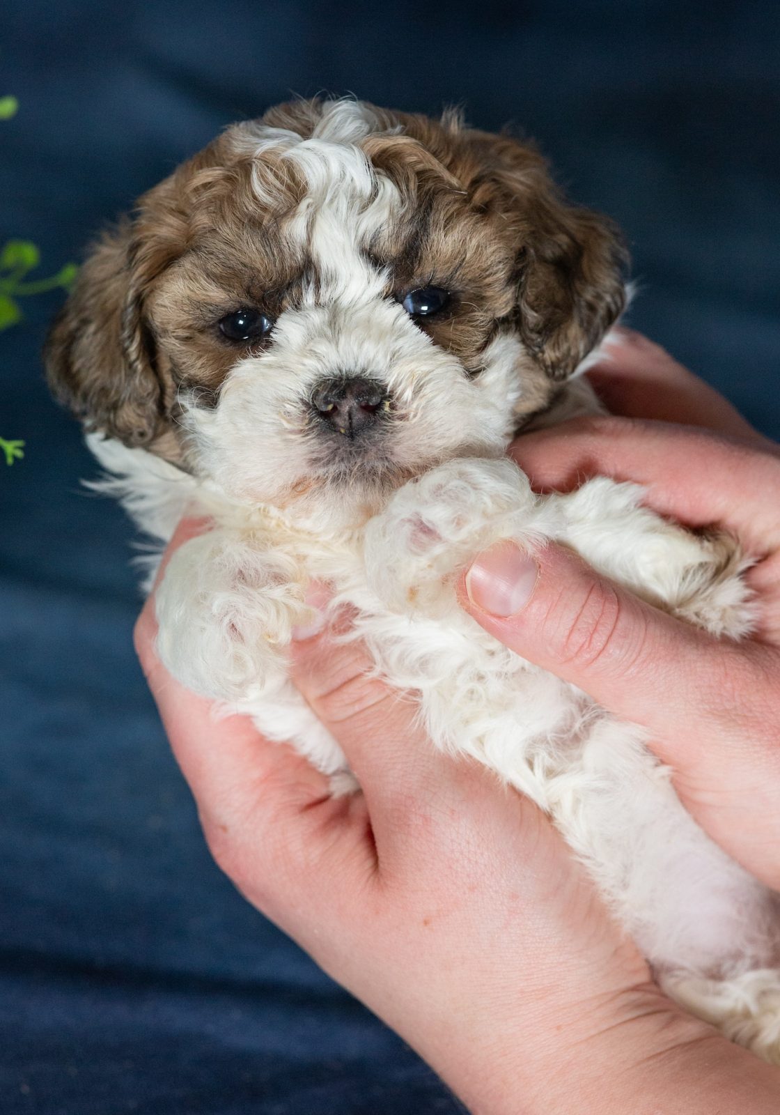 zuchon puppies near me