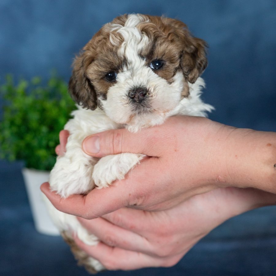 zuchon puppies