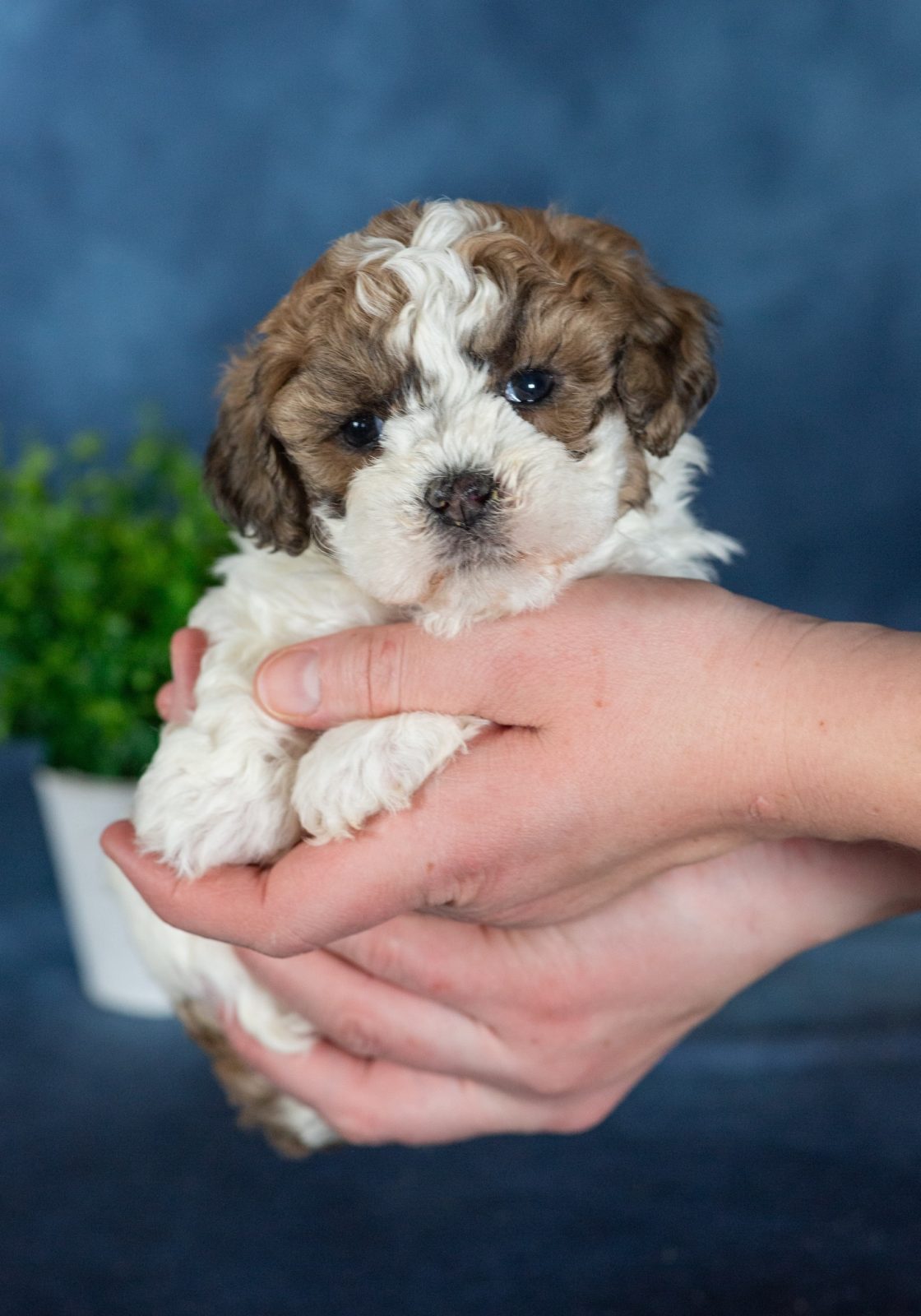 zuchon puppies