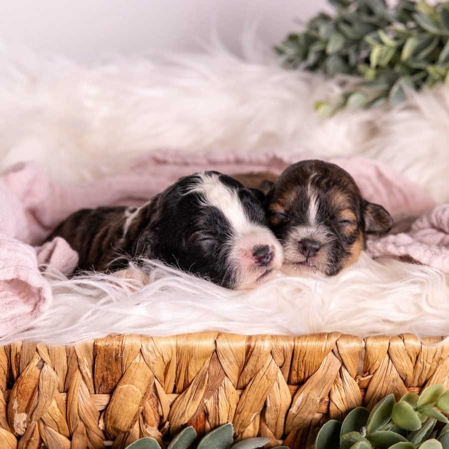zuchon puppies