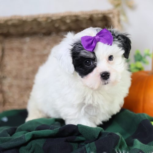 zuchon puppies