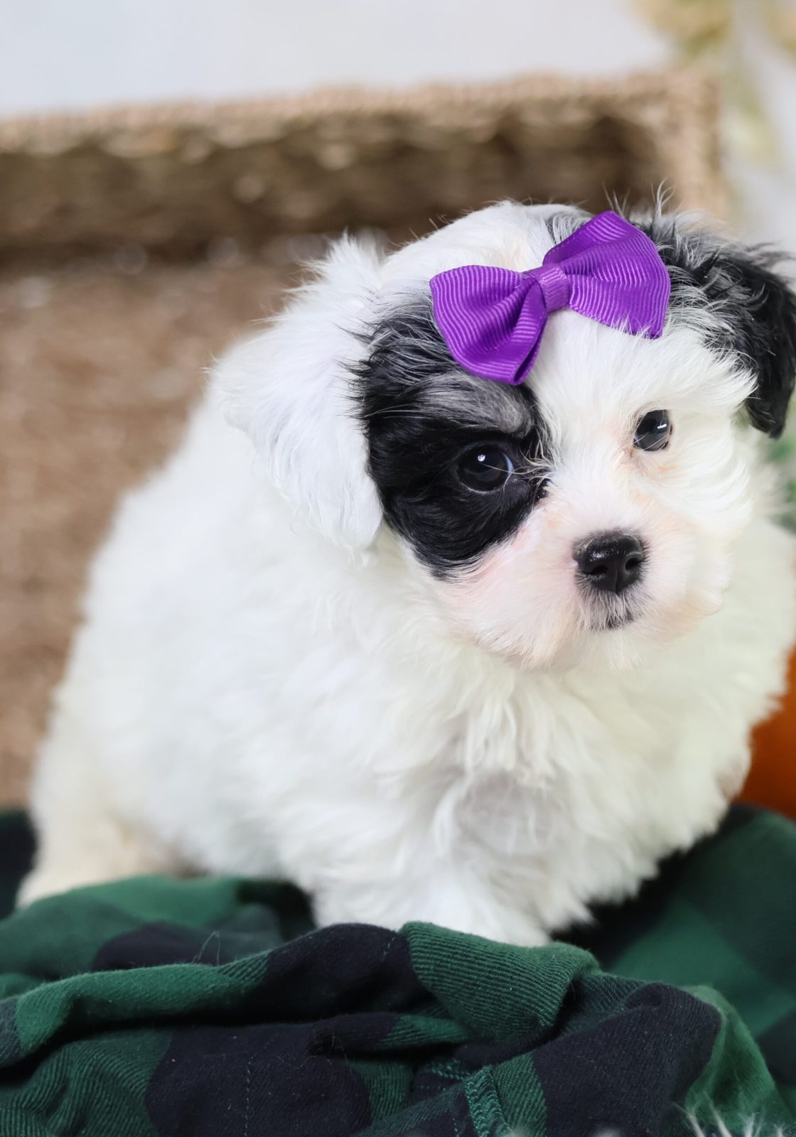 zuchon puppies