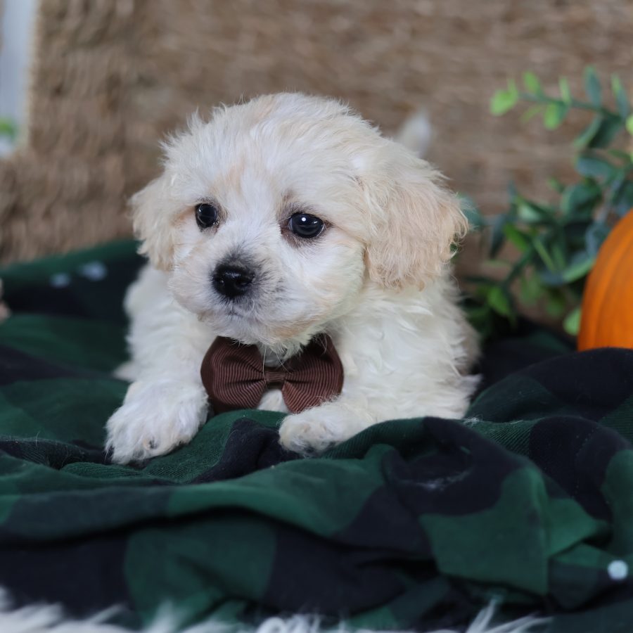 zuchon puppy