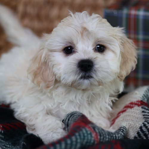 zuchon puppy