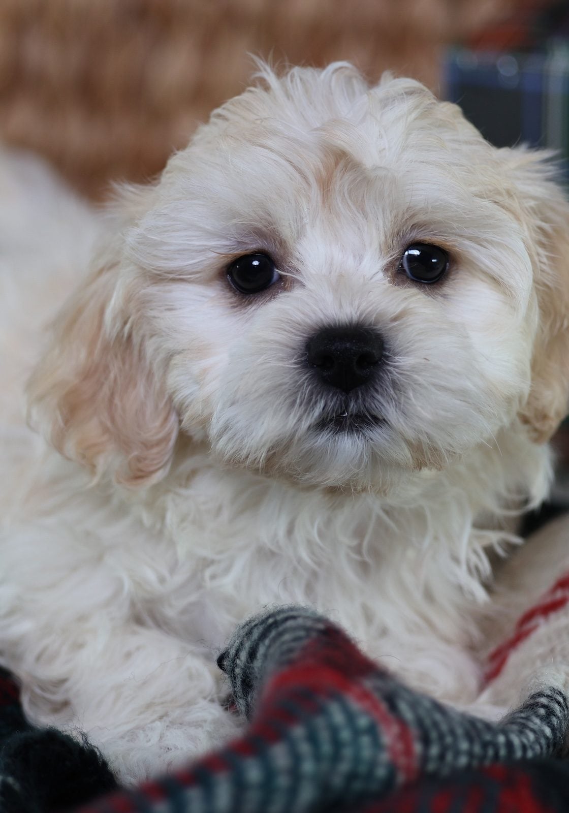 zuchon puppy