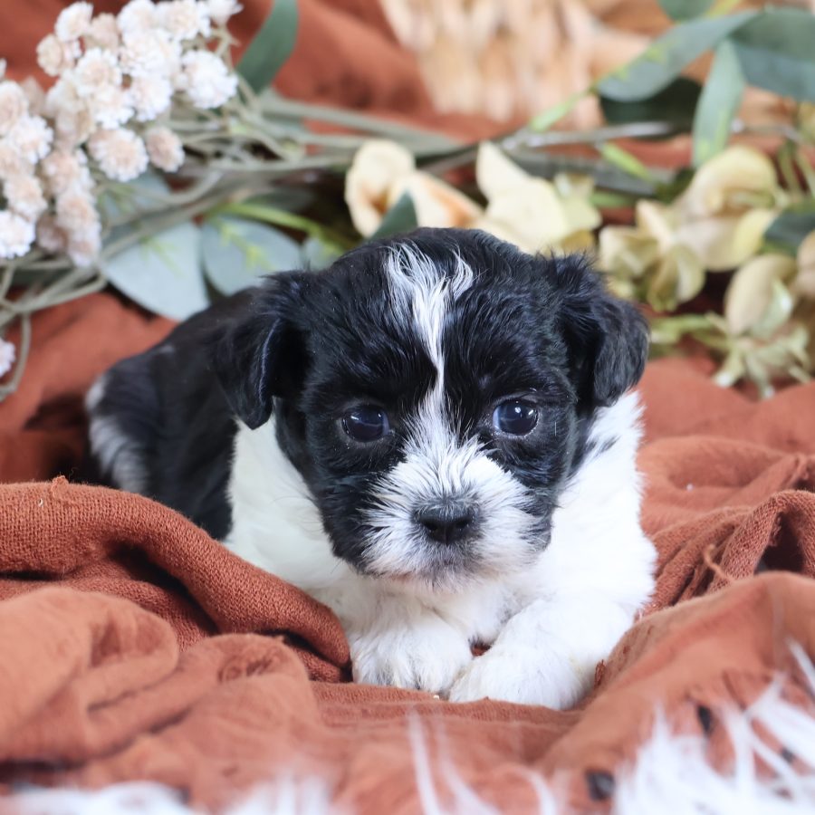 zuchon puppy breeders