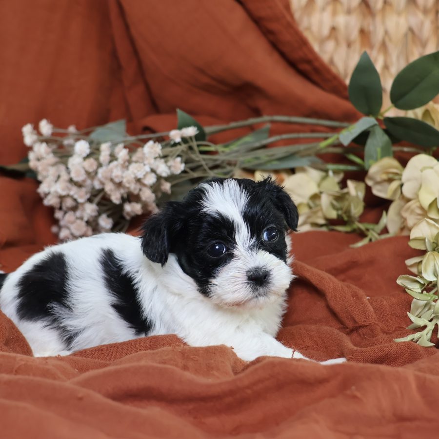zuchon puppy breeders