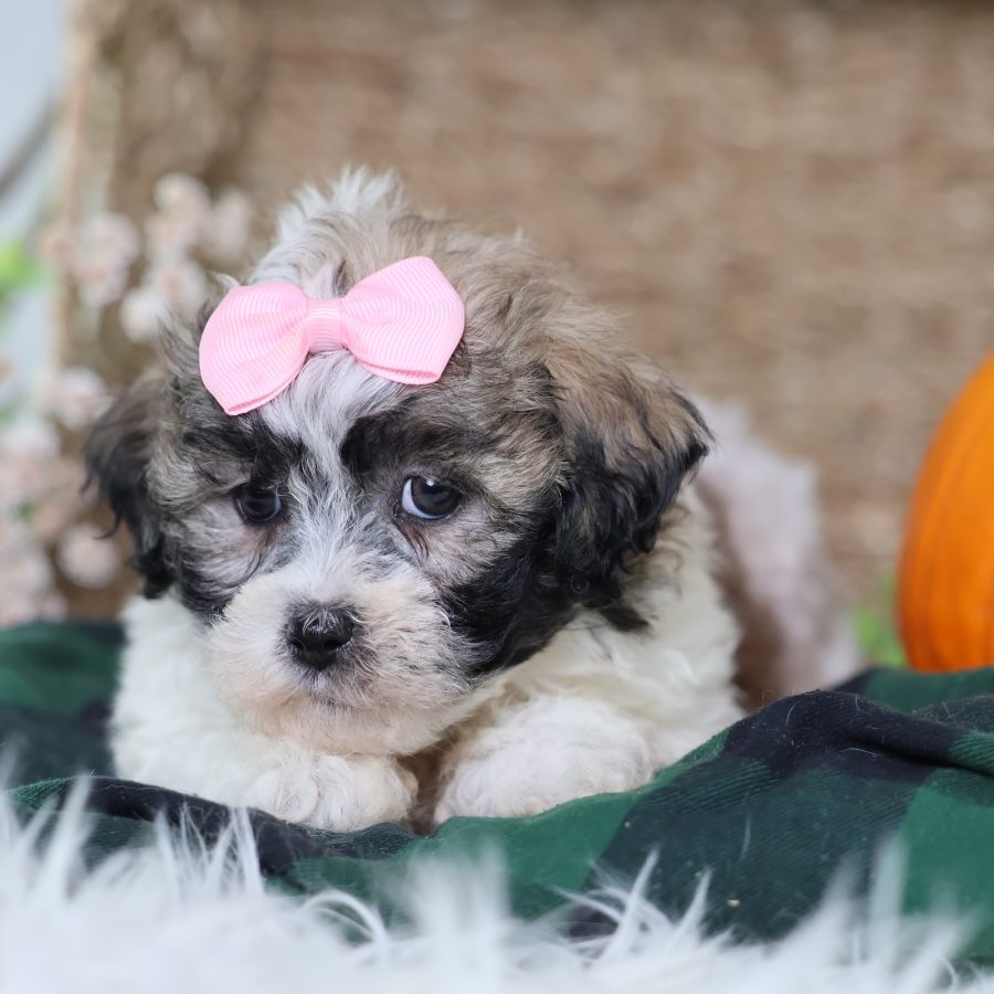 zuchon puppy breeders