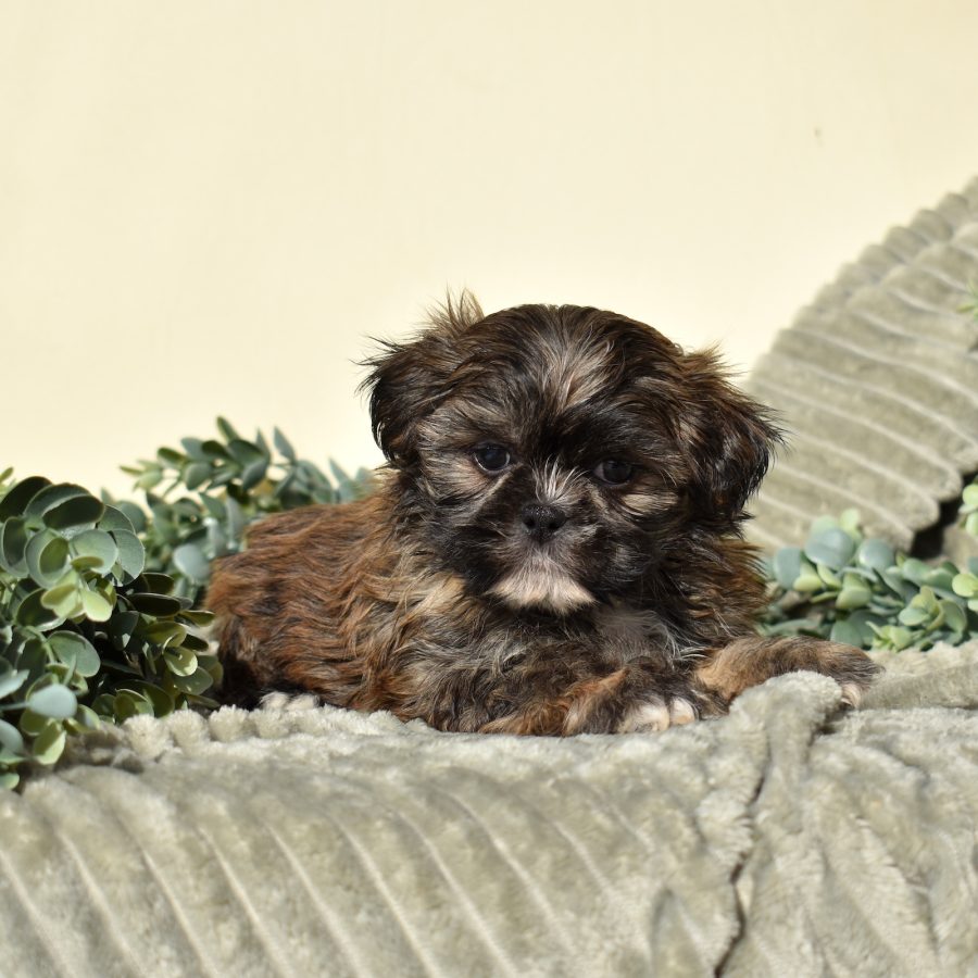 zuchon puppy breeders