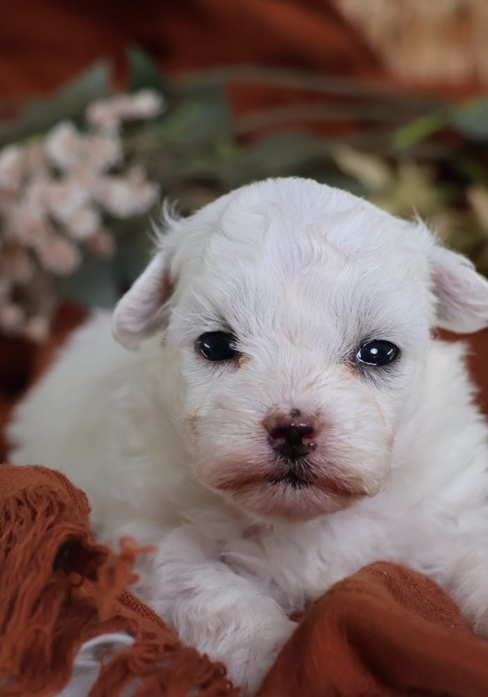 zuchon puppy breeders