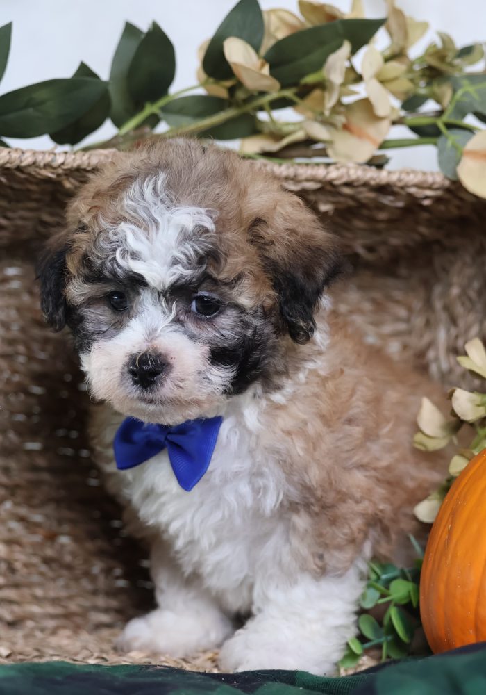 zuchon puppy breeders