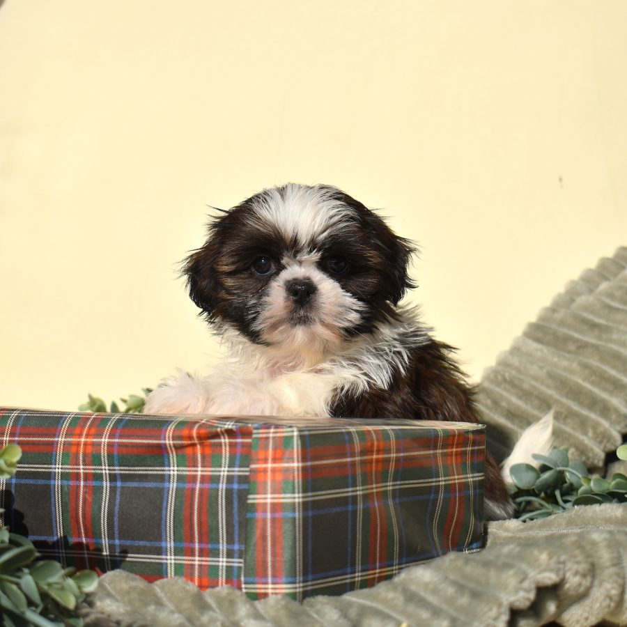 zuchon puppy breeders