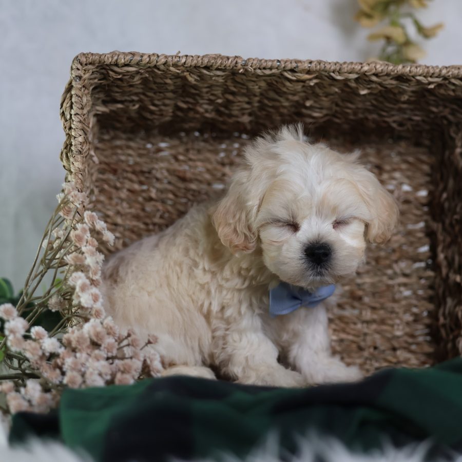 zuchon puppy breeders