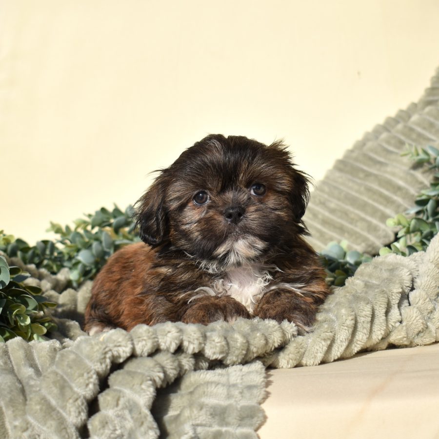 zuchon puppy breeders