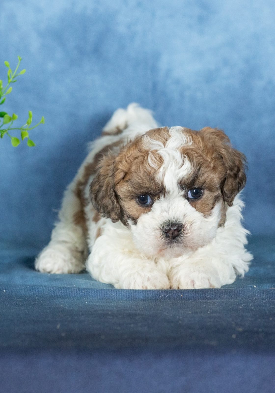 zuchon puppy breeders