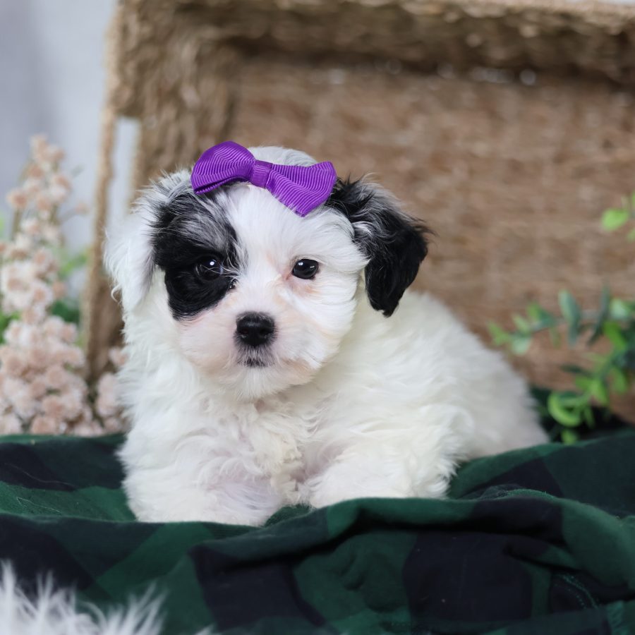 zuchon puppy breeders