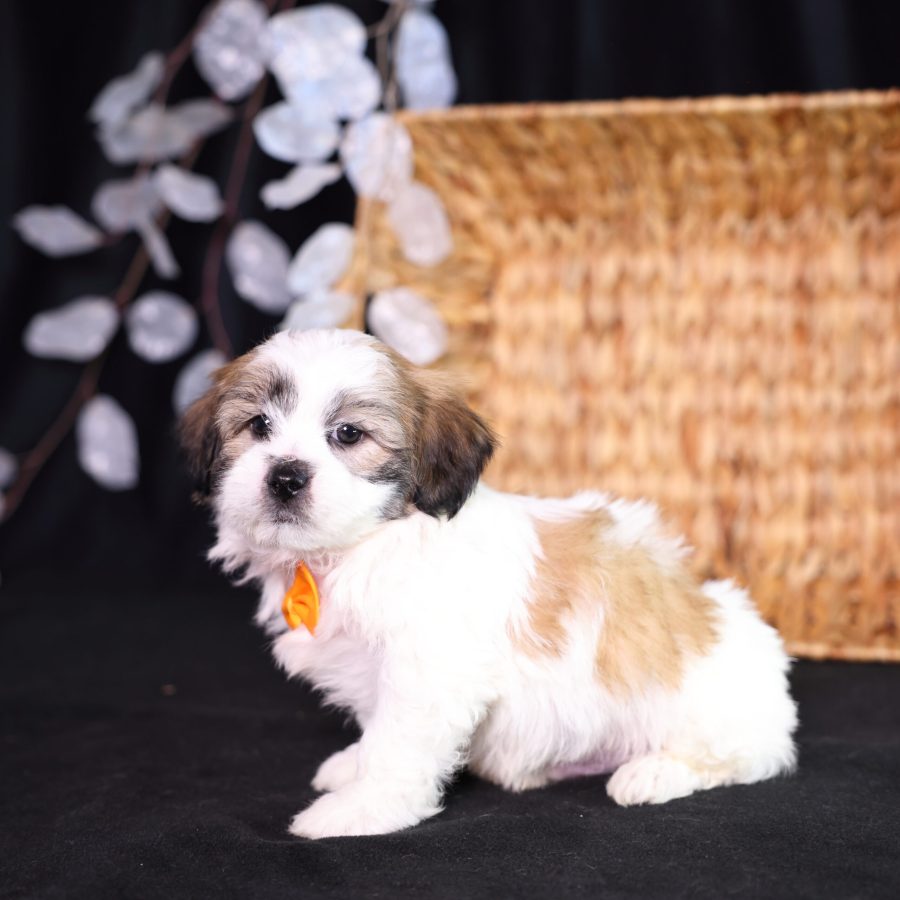 zuchon puppy for sale