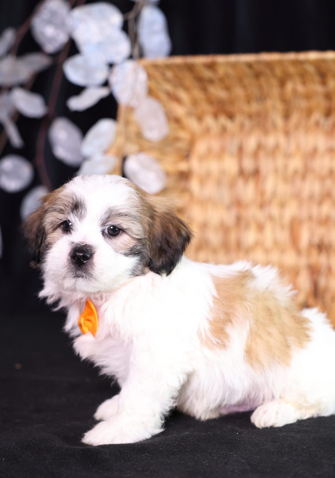 zuchon puppy for sale