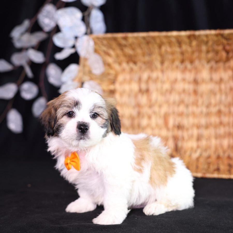 zuchon puppy