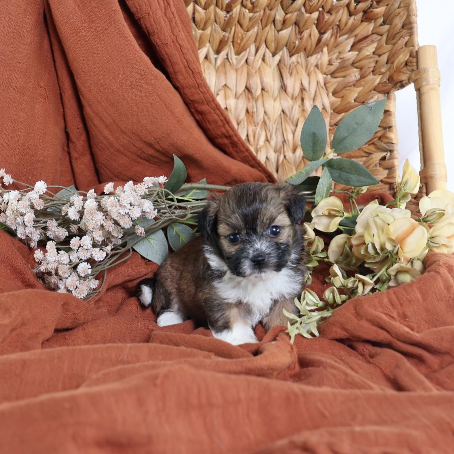 zuchon shichon puppies for sale