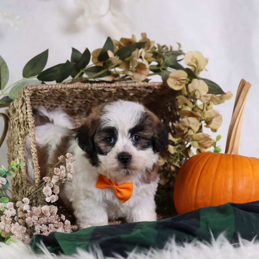 zuchon shichon puppies for sale