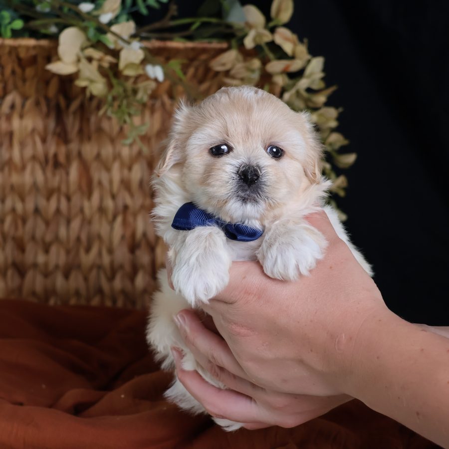 zuchon shichon puppies for sale