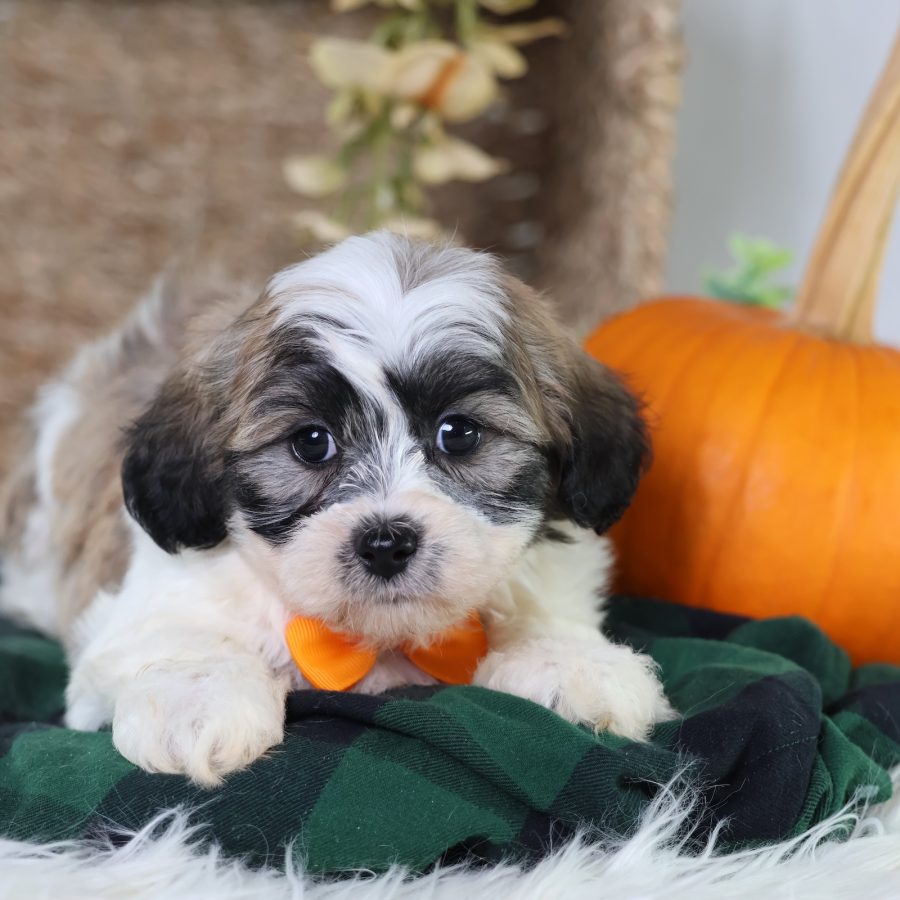 zuchon shichon puppies for sale