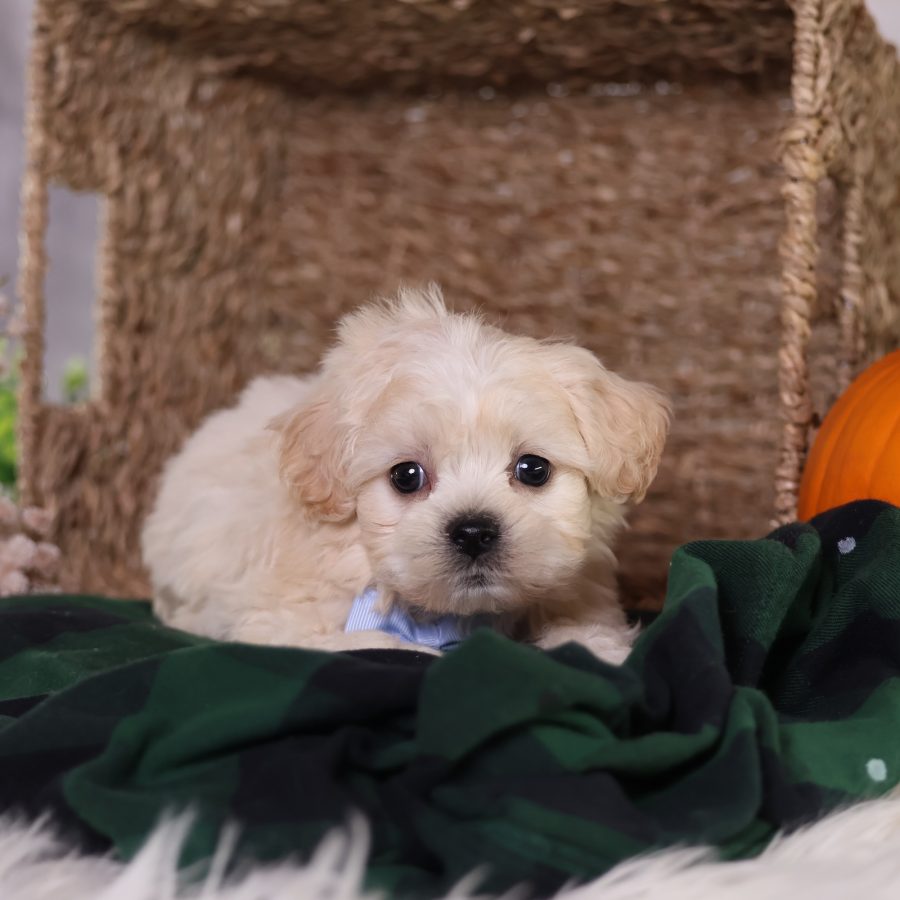 zuchon shichon puppies for sale