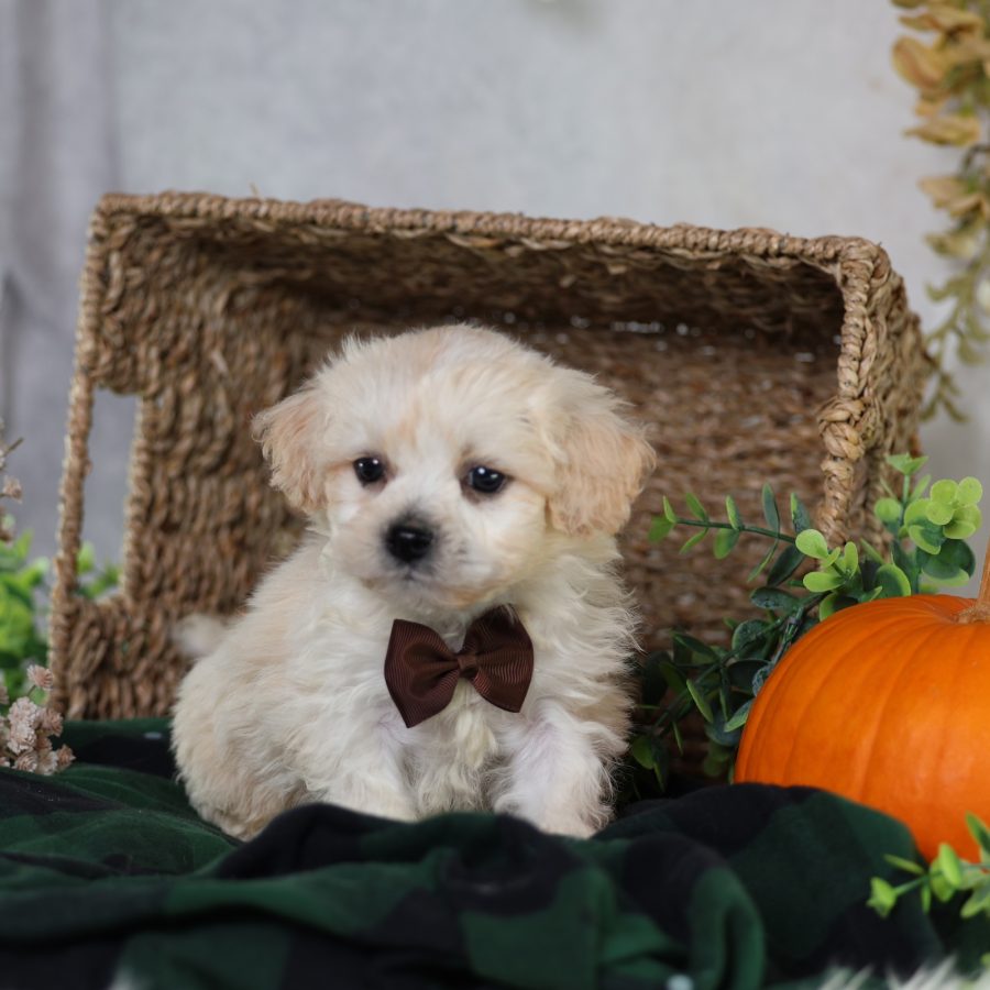 zuchon shichon puppies for sale