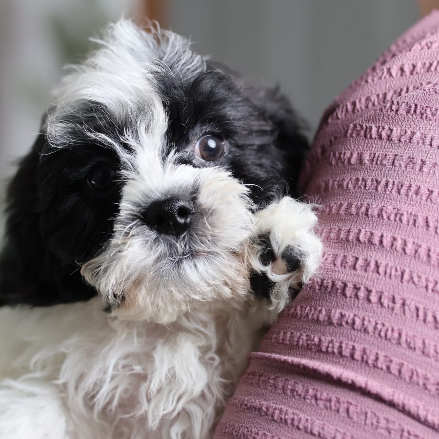 zuchon shichon puppies for sale