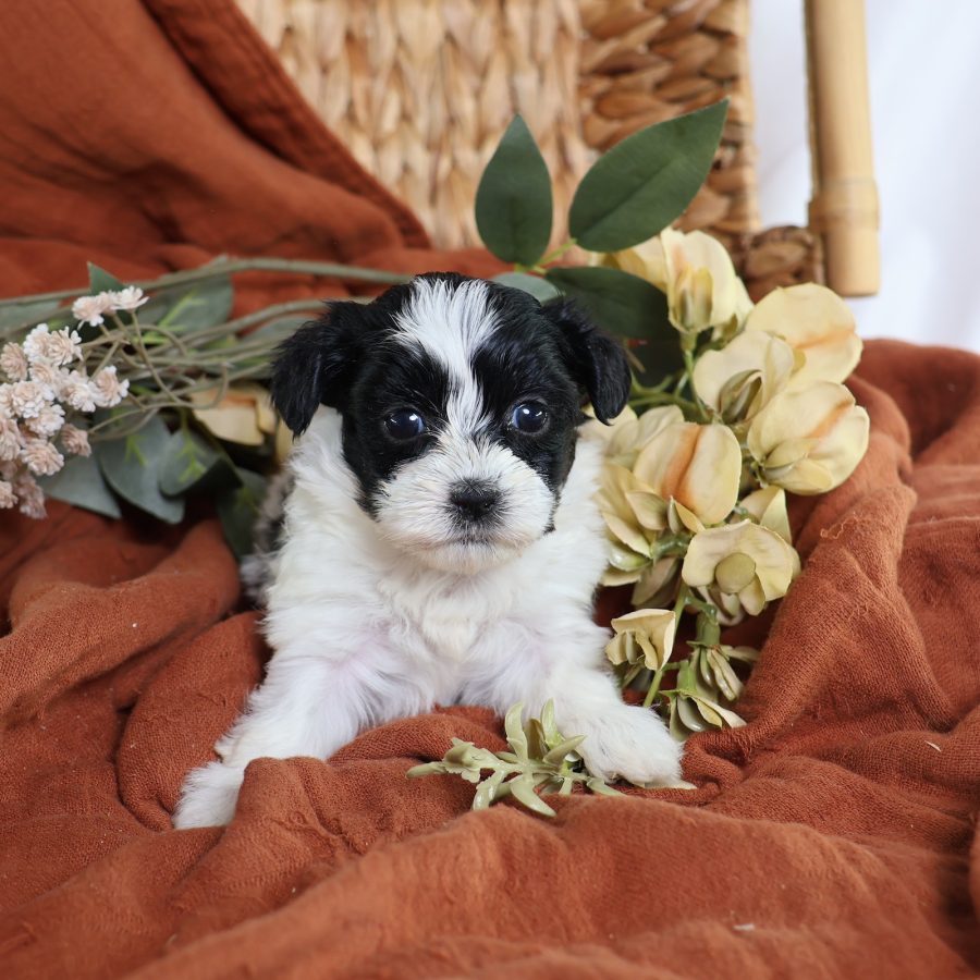 zuchon shichon puppies for sale